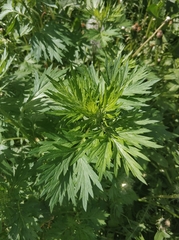Artemisia vulgaris