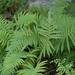 Ovate Maiden Fern - Photo (c) nancyed, some rights reserved (CC BY-NC-ND), uploaded by nancyed