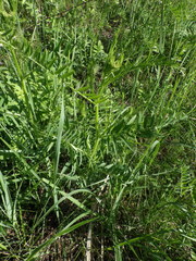 Vicia tenuifolia