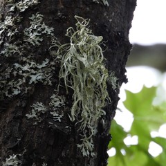 Ramalina fraxinea