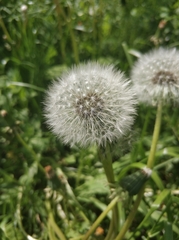Taraxacum officinale