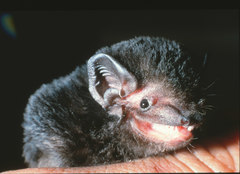 Gould's Wattled Bat photo 2