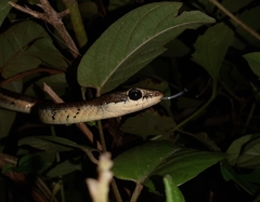 Dendrelaphis chairecacos