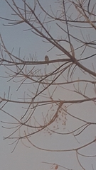 Glaucidium brasilianum