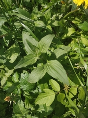 Silene latifolia alba