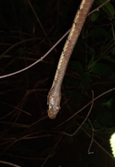 Dendrelaphis chairecacos