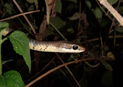 Dendrelaphis chairecacos