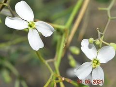 Moricandia foetida