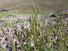 Bromus setifolius