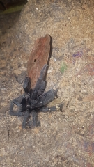 Sphaerobothria hoffmanni