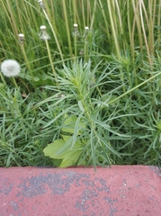 Linaria vulgaris