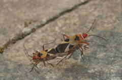 Dysdercus mimus