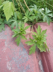 Geranium sibiricum