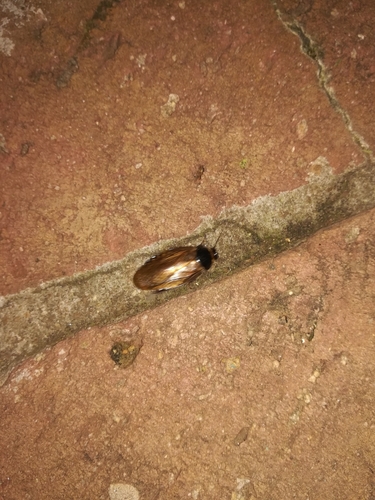 Surinam cockroach