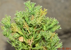 Pteranthus dichotomus