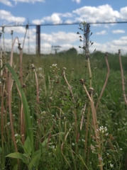 Capsella bursa-pastoris
