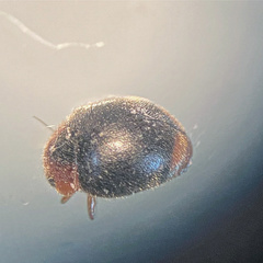 Scymnus rubromaculatus
