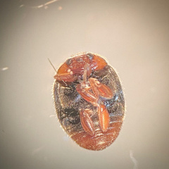 Scymnus rubromaculatus