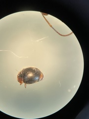 Scymnus rubromaculatus