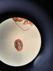 Scymnus rubromaculatus