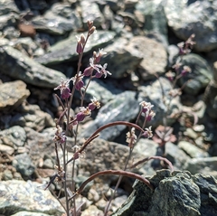 Streptanthus batrachopus