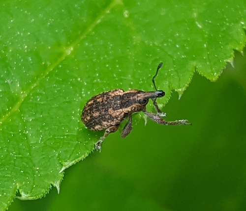 Hypera conmaculata