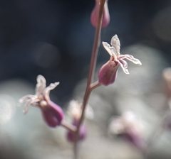 Streptanthus batrachopus