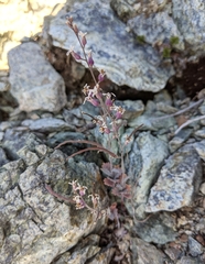 Streptanthus batrachopus