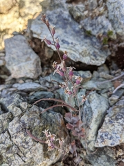 Streptanthus batrachopus