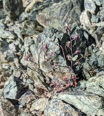 Streptanthus batrachopus