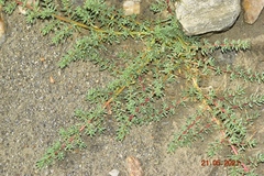 Halogeton sativus