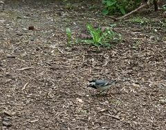 Motacilla alba