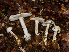 Amanita elliptosperma