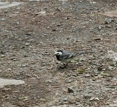 Motacilla alba
