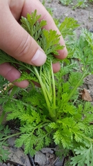 Artemisia sieversiana