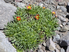 Calandrinia caespitosa