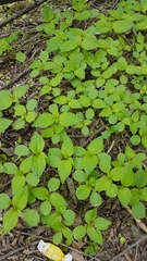 Impatiens parviflora