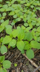 Impatiens parviflora