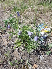 Pulsatilla dahurica