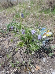 Pulsatilla dahurica