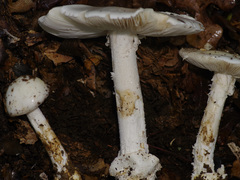 Amanita elliptosperma