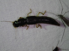Pinophilus latipes