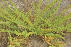 Salsola papillosa