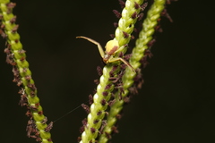 Ebrechtella pseudovatia