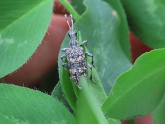 Rhagium inquisitor rugipenne