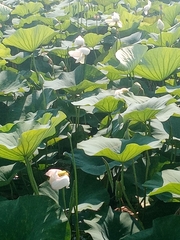 Nelumbo