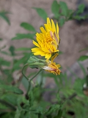 Sonchus tenerrimus