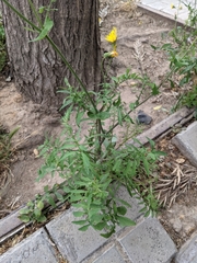Sonchus tenerrimus
