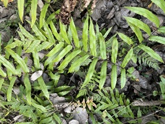 Blechnum minus