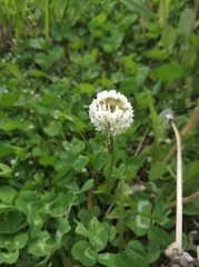 Trifolium repens